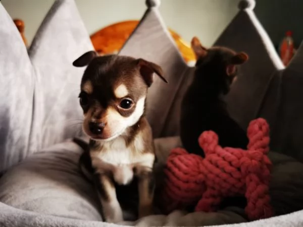 chihuahua mini toy di 2 mesi  | Foto 0