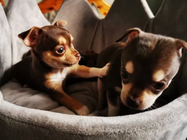 chihuahua mini toy di 2 mesi 