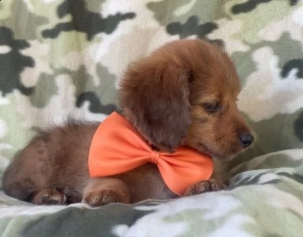 regalo adorabili cuccioli  bassotto femminucce e maschietti disponibili