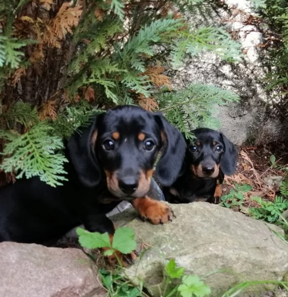 disponibili cuccioli bassotto pelo corto | Foto 0