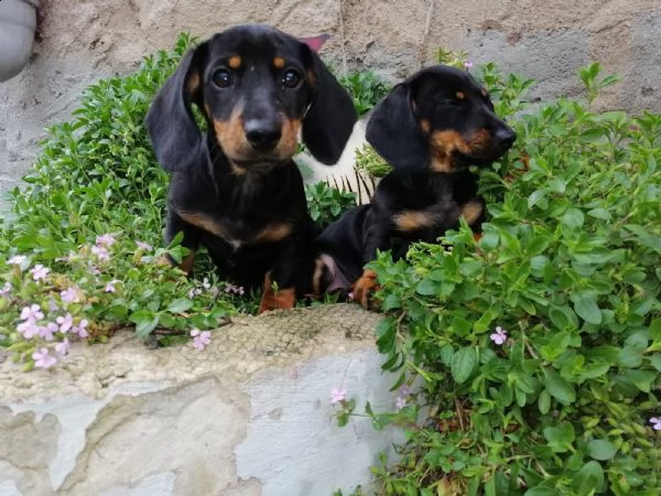 disponibili cuccioli bassotto pelo corto