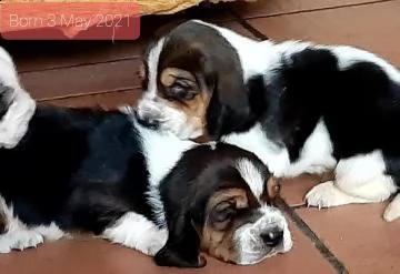cuccioli bassethound alta genealogia