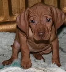 cuccioli bracco ungherese a pelo corto - vizsla