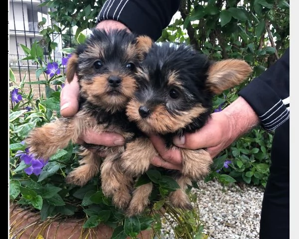 cuccioli di yorkshire toy
