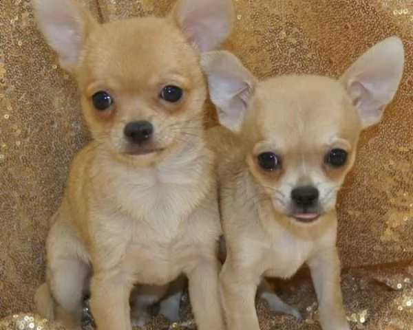 chihuahua toy cuccioli | Foto 0