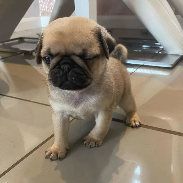 cucciolo  da privato | Foto 0