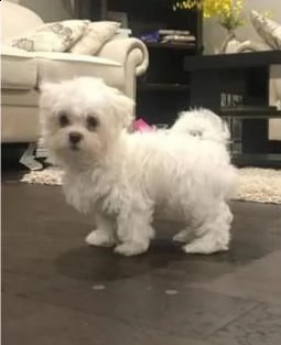 cuccioli maltesi maschi e femmine