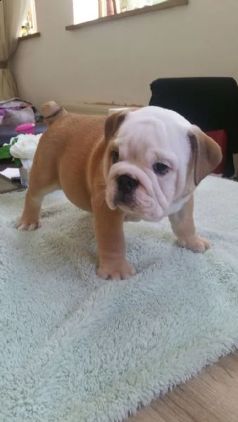 cucciolo di bulldog inglese per adozione | Foto 0