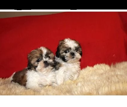disponibili cuccioli shih tzu maschio / femmina !!