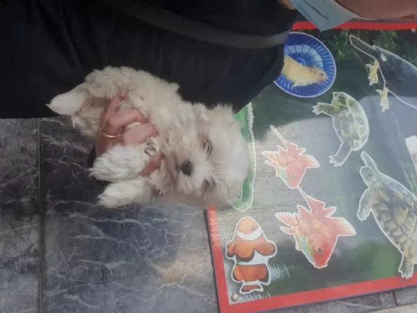 cucciolo toy bianco di maltese