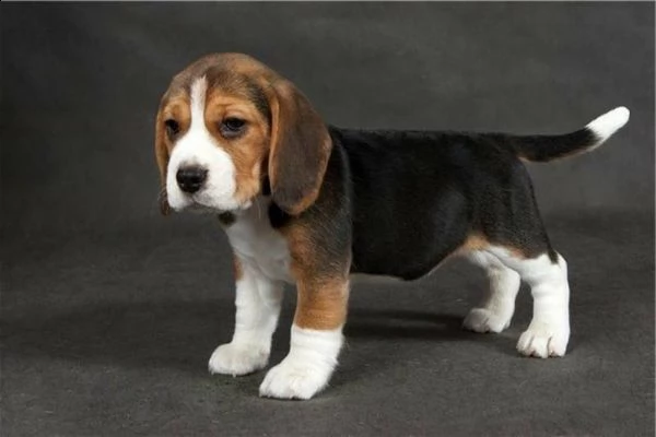 cuccioli di beagle inteligentii e molto vivacissimi di 80 giorni i