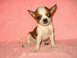 cuccioli di chiwawa mini toy tranquillissimo 