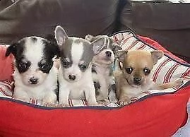 cucciolo di spitz e chiwawa mini toy