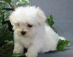 disponibile cucciolo di maltese mini mini toy perfettissimo