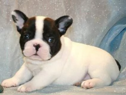cucciolo di bull dog francese perfettissimo originalissimo