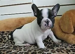 cedo cucciolo di bull dog francese perfettissimo intrigantissimo 