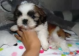 cucciolo di shitzu mini toy interessanti 