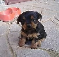 cucciolo di mixs york shire mini toy tranquillissimo