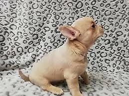 cediamo cucciolo di chiwawa mini toy buonissimo eccellentissimo e