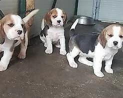 cedo cuccioli di beagle vivaci e molto intriganti 