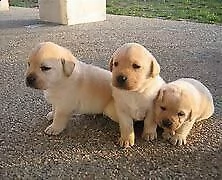 cediamo cucciolo di labrador interessanti e molto tranquillissimi 