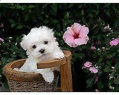 bellissimo cucciolo di maltese mini toy 