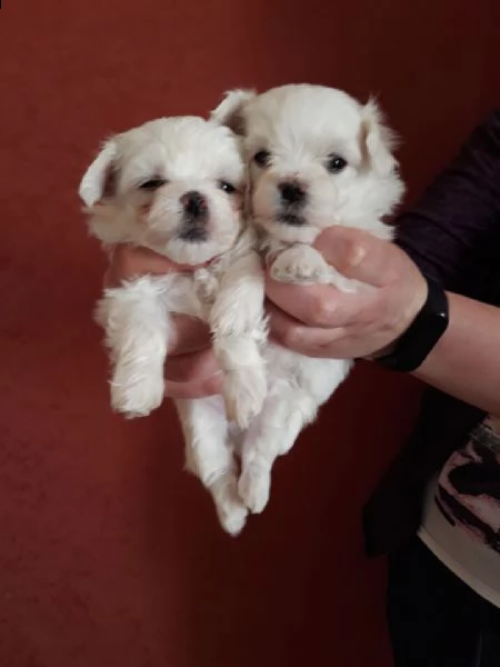 maltese italiano con pedigree
