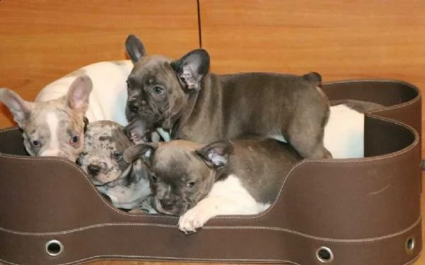 disponibile bellissima cucciola di bulldog francese, 