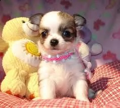 cuccioli di chihuahua per il reinserimento