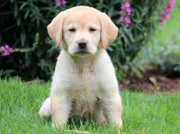  regalo cuccioli labrador