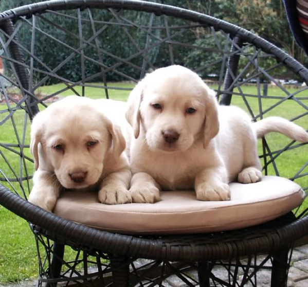  regalo bello labrador  cuccioli maschi e femmine