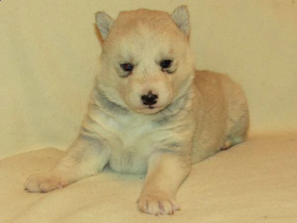  regalo cuccioli siberian husky  maschio e femmina