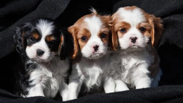 3 cuccioli cavalier king charles disponibili per l'adozione gratuita. i cuccioli sono molto sani gio
