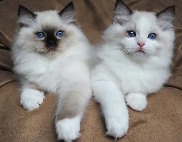 2  gattini ragdoll disponibili per l'adozione gratuita. i gattini sono molto sani giocosi intelligen