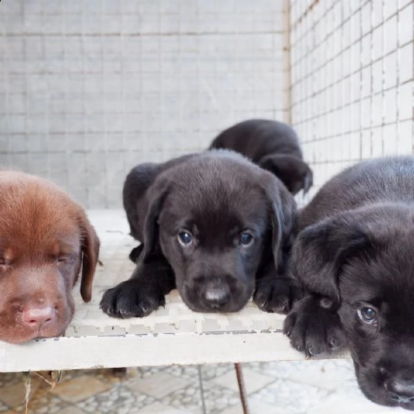 regalo cuccioli di labrador