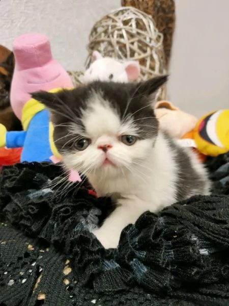 bellissimo gattino exotic shortair maschioe femmina
