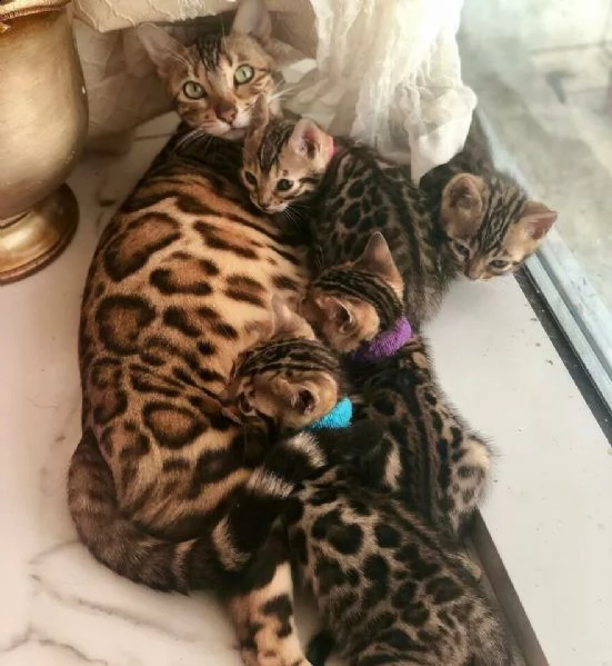 assolutamente bellissimi gattini del bengala 