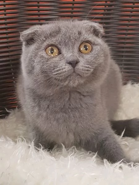 disponibile  una fantastica cucciolata di scottish, fold 