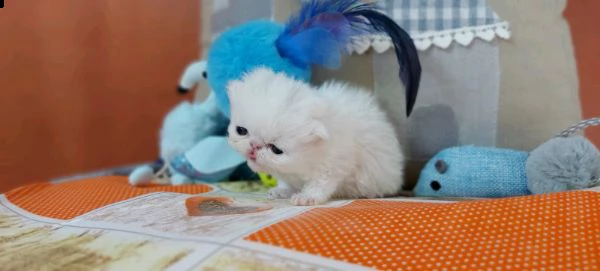 disponibili dolcissimi cuccioli di persiani