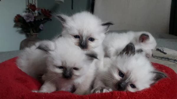 disponibili dolcissimi cuccioli di sacro di birmania