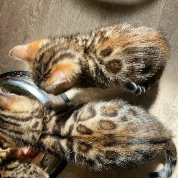 cuccioli bengala di altissima genealogia di colore