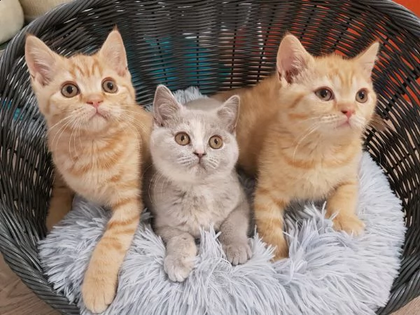 stupenda cucciolata di british shorthair.