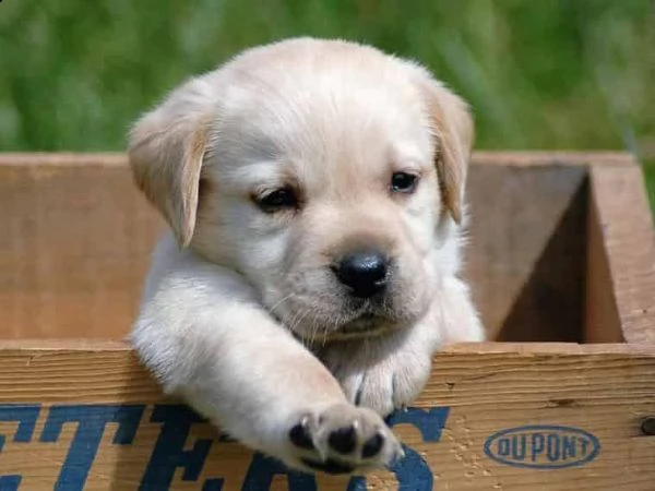  regalo bellissimi cuccioli di labrador