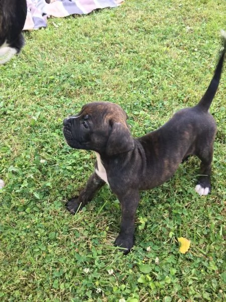  regalo estremamente carino cuccioli di boxer per l'adozione