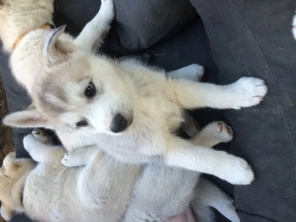  regalo cuccioli siberian husky  maschio e femmina