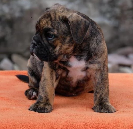  regalo bulldog cuccioli disponible