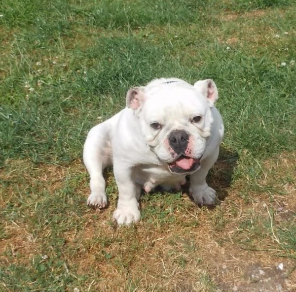 cuccioli inglese bulldog disponibili per adozione