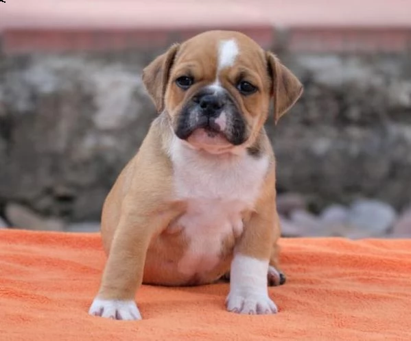  regalo bulldog inglese cuccioli con pedigree