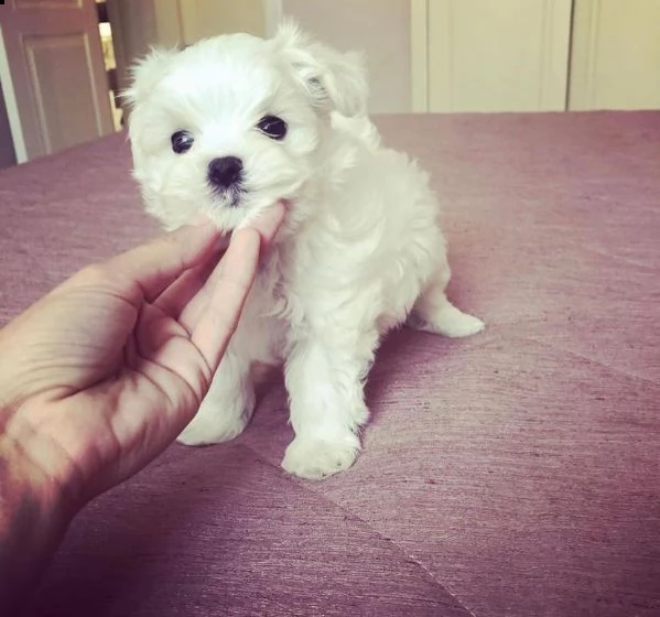 cuccioli maltesi | Foto 1