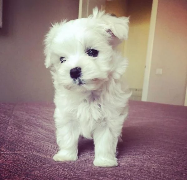 cuccioli maltesi | Foto 0